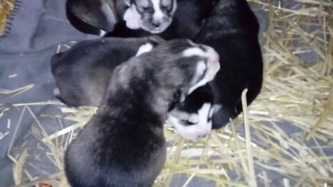 Husky mother & father puppies