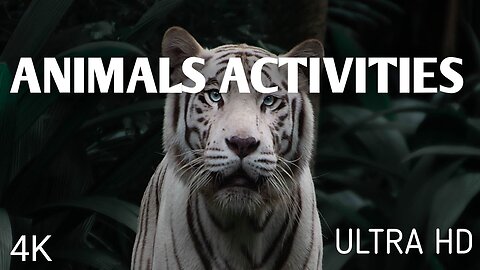 Animals activities || Dangerous Animals || Beautiful Animals
