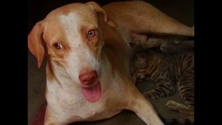 Dog Adopts Some Kittens