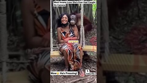 Most Insane Love She’s Ever Had Caught On Camera #shorts #animals #chimpanzee #woman #love