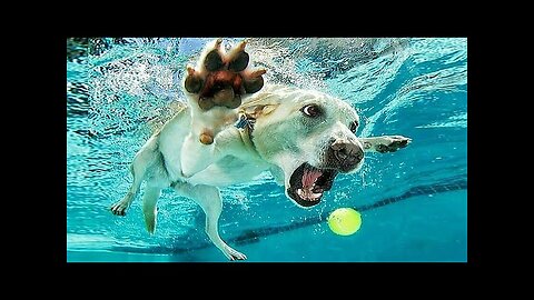 Funniest Animals - Best Of The 2024 Funny Animal Videos Cutest Animals Ever