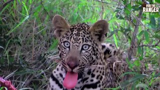 Young Leopard With Impala | Archive Wildlife Footage