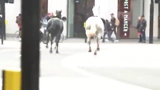 Multiple horses have escaped and are roaming freely in London, with one appearing to be bloodstained