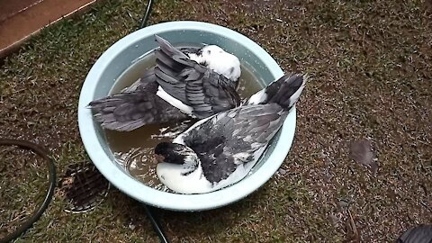 Muscovy ducks sharing bath tub
