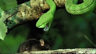 Green viper dealy bite .Venomous snake