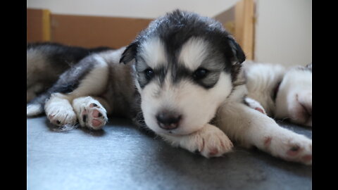 Malamute / Husky puppies [Week 3 part 1] week of exploration!