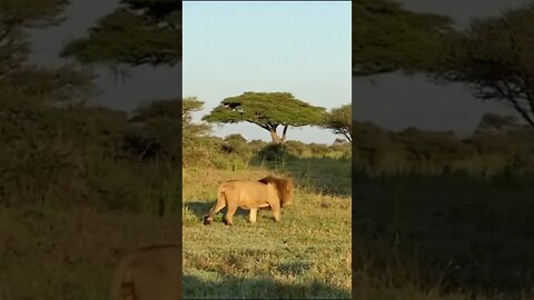 Why Do Male Lions Form Coalitions?🤔#shorts #safari #travel