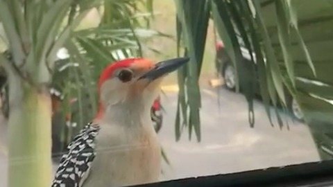 Friendly Woodpecker Knocks On Glass To Greet Neighbor