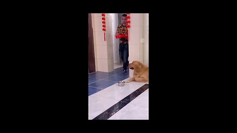 🤣Golden Retriever Funny Moments