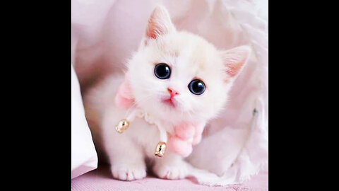 Cat is cute 🤩😊😍
