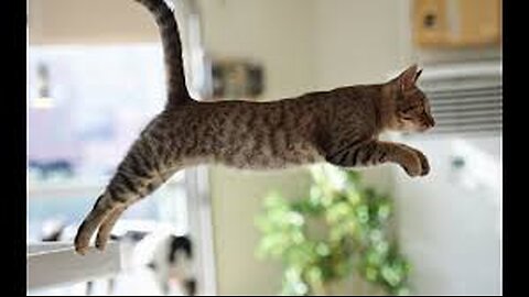 Why Cats Always Land on Their Feet: The Science of Feline Falls