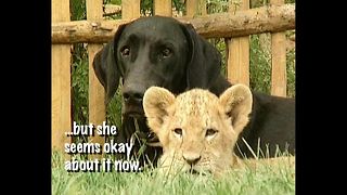 Dog Adopts Lion