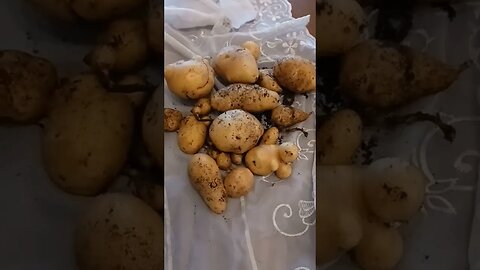 Mutant organic potatoes?