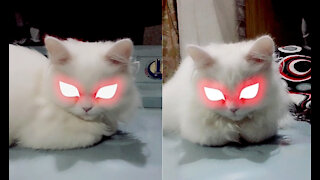 Kitten's Devilish/Megical Look After Applying Eye Filter, Firefly On Kitten's Eyes