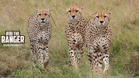 Tano Bora Five Male Cheetah Coalition on Patrol | Maasai Mara Safari | Zebra Plains