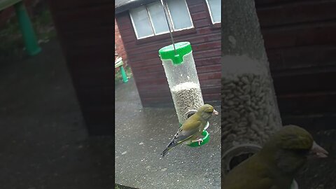 Greenfinches Enjoying A Rainy Day Feast