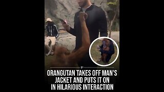 Orangutan takes man jacket