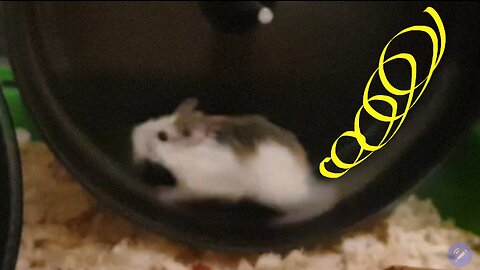 3 phases, The world's fastest hamster. Super fast run, slow down and recharge the batteries