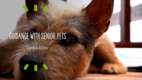 Guidance with Senior Pets