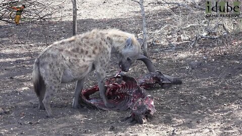 Hyena Chews On A Kudu Taken From A Leopard