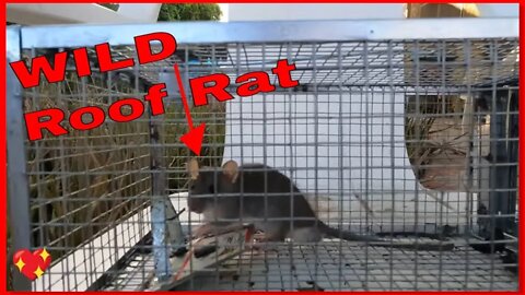 Family of Wild Roof Rats in backyard (Part 1)