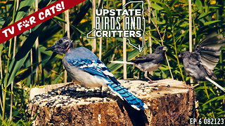 Upstate Birds And Critters: Ep 6 — 082123