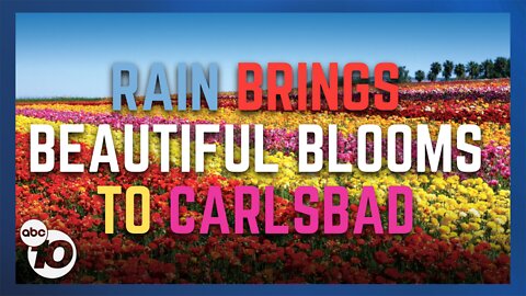 Carlsbad Flower Fields in full bloom with new offerings