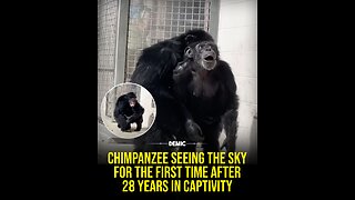Chimpanzee sees sky for first time after 28 years in captivity