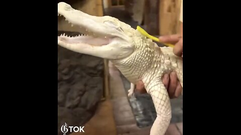 WORLD MOST HAPPIEST RARE ABINO ALLIGATOR🪽🛁🪽🪥💫