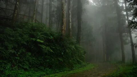 Para Dormir Muito Melhor - Som de Chuva na Floresta