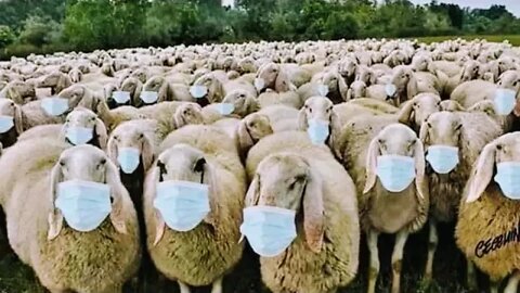 ARE YOU A SHEEPLE? CALL NOW MOX NEWS CAN HELP! LIVE! SELF-QUARANTINING DAY 60! CALL IN SHOW!