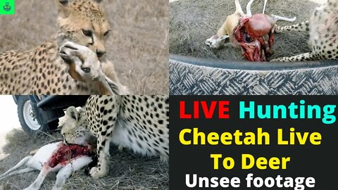 Live eating cheetah to Deer || So cruel cheetah || Unseen footage ||@8K VIDEOS ULTRA HD
