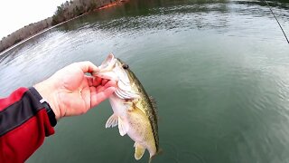 Lake Russell, SC Fishing Report - March 2020