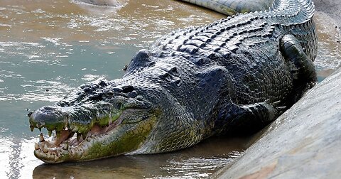 Biggest crocodile