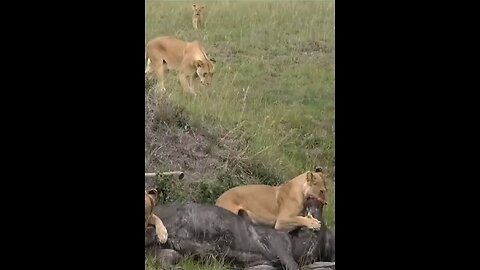 Lioness Catches A Buffalo