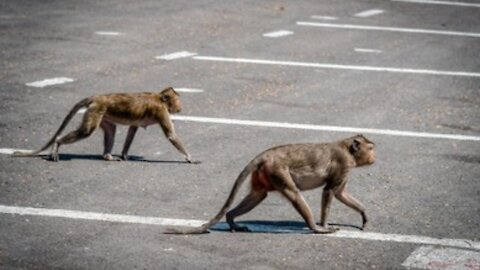 Funny Wild monkeys take care before crossing the road