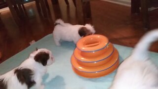 Highborn Havanese Puppies Playtime(3)