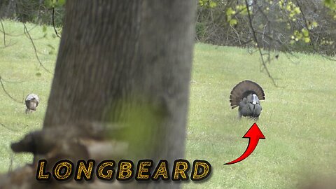 STALKIN' A LONGBEARD! TURKEY HUNTING