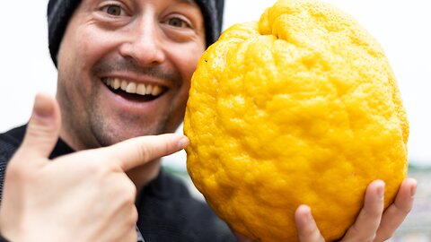 The Biggest Citrus In The World!! | The Ponderosa Lemon