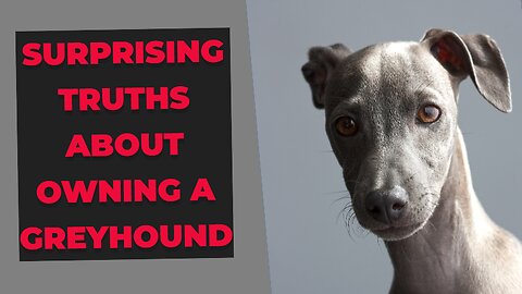 Surprising Truths About Owning a Greyhound