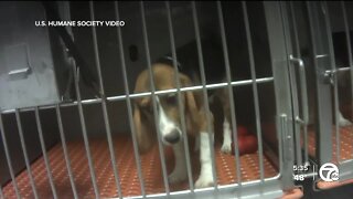Push to end animal testing at Wayne State University