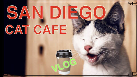 Travel VLOG#4 | San Diego Cat Cafe (CUTE) | Cat play + Free Coffee