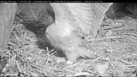 Mom Brings Early Midnight Snack 🦉 2/2/ 22 22:03