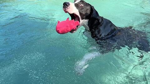 Funny Great Dane Is Ready Before Set & Go To Jump Into The Pool With Her Piggy