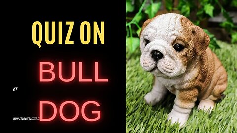 Quiz on bull dog