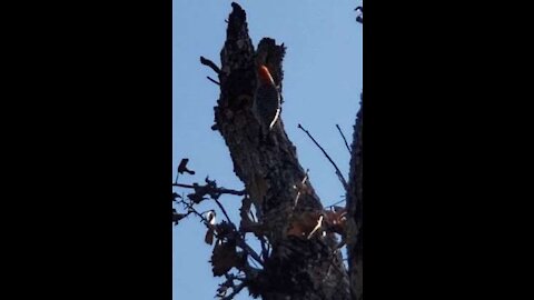 Small Woodpecker