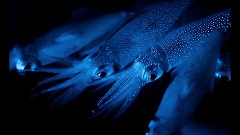 Glowing Firefly Squid