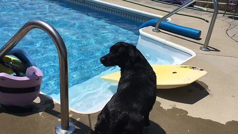 Lab pushes bodyboard into pool to fetch ball
