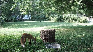 Trail Cam Action - July 14th - 16th, 2022