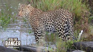Leopard Crosses A River | Lalashe Maasai Mara Safari